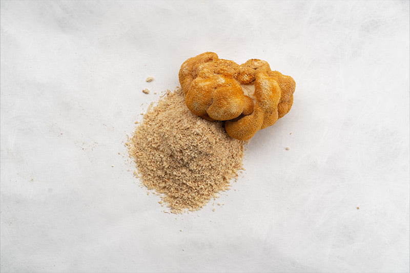 houba lions mane na bílém pozadí