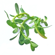 Bacopa Monnieri (Bacognize®)