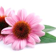 Echinacea purpurea