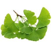 Ginkgo biloba 24/6