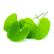 Gotu Kola