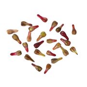Grape seed extrakt
