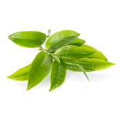 L-Theanine