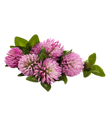 Červený jetel (Trifolium pratense)