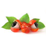 Guarana