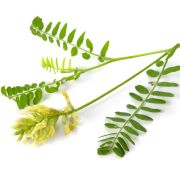 Astragalus membranaceus