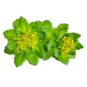 Rhodiola rosea